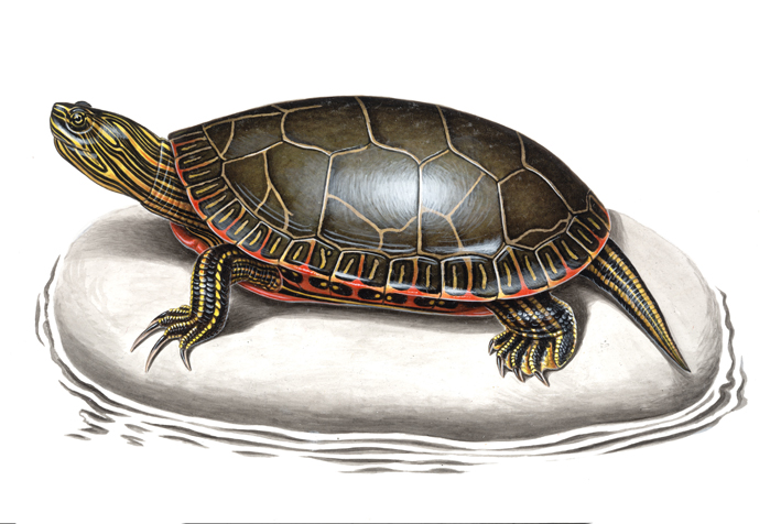 western painted turtle.jpg