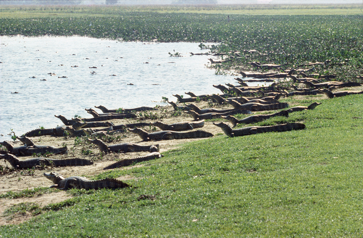Caiman_yacare_web.jpg