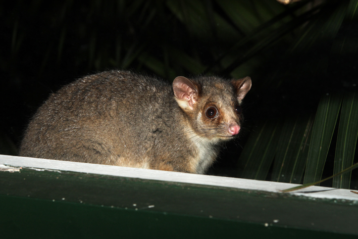 ringtail.jpg