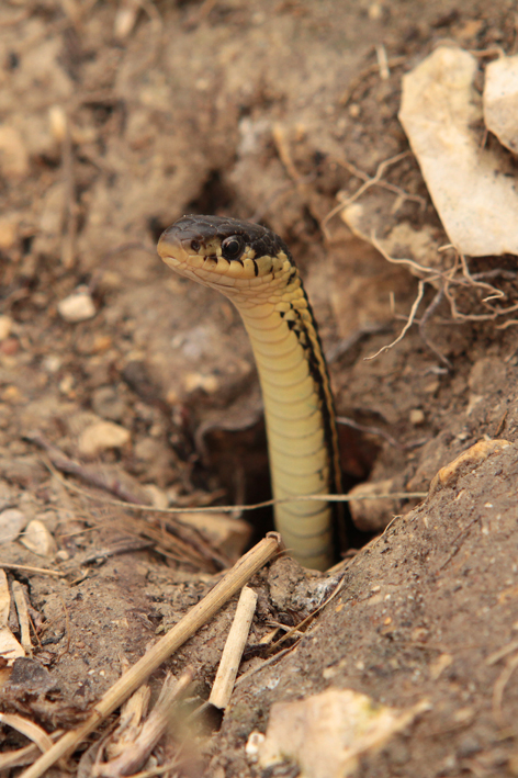 garter snake emerging.jpg