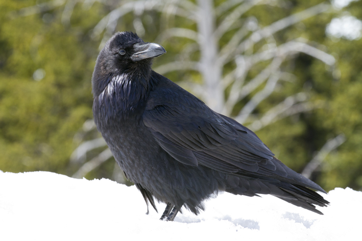 Raven in snow.jpg