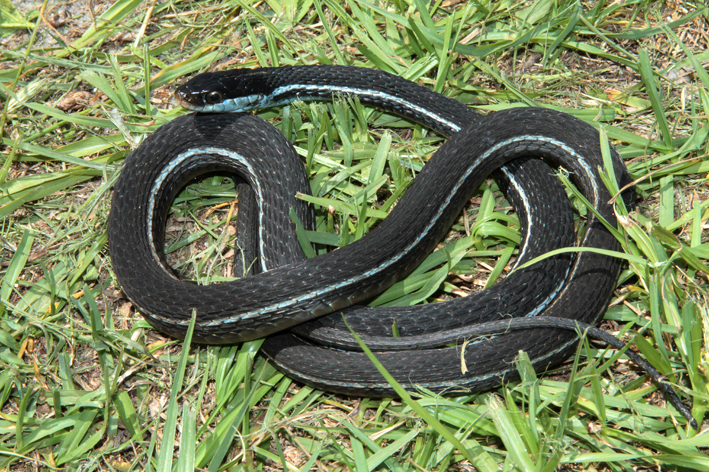 ribbon snake.jpg