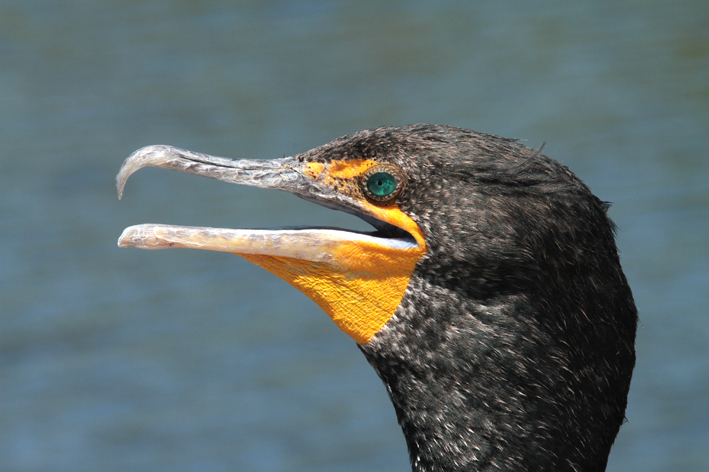 cormorant.jpg