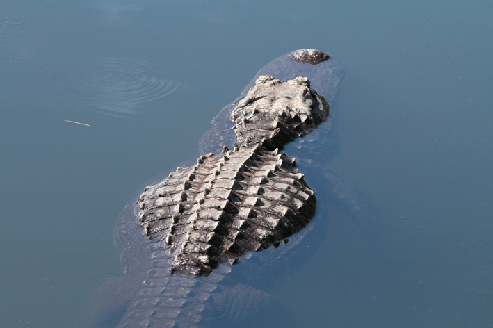 scutes.jpg