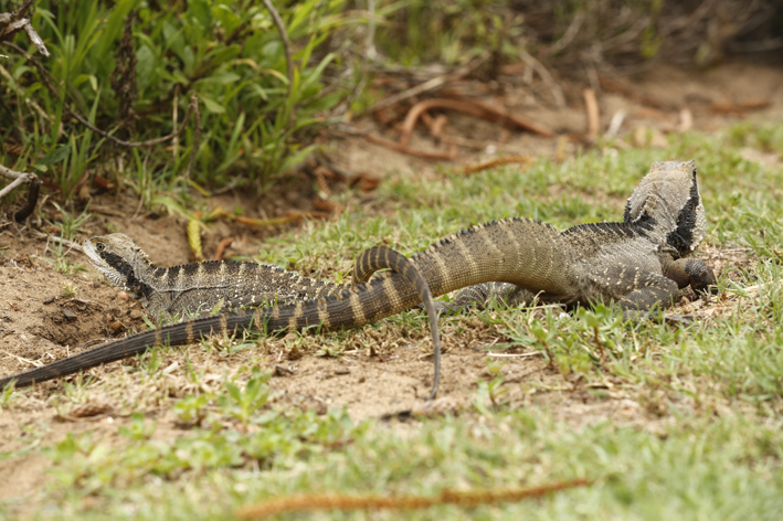 female with male.jpg