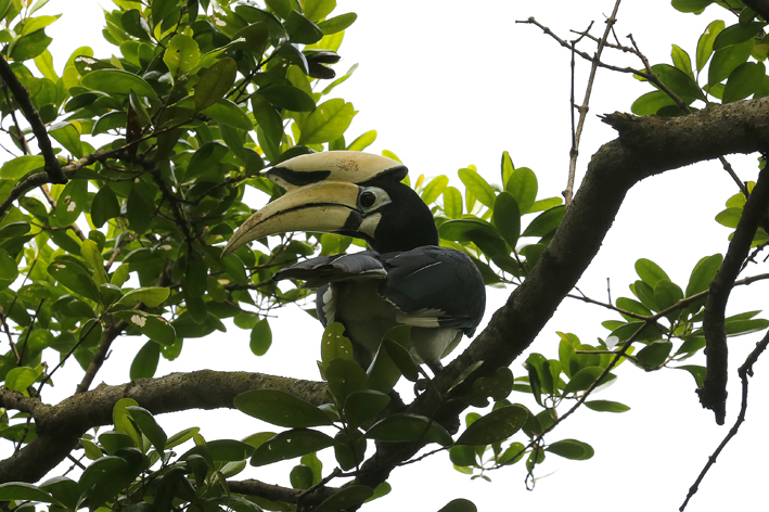 hornbill.jpg