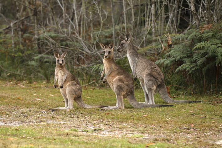 grey roos.jpg