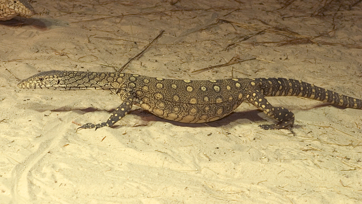 gravid perentie.jpg