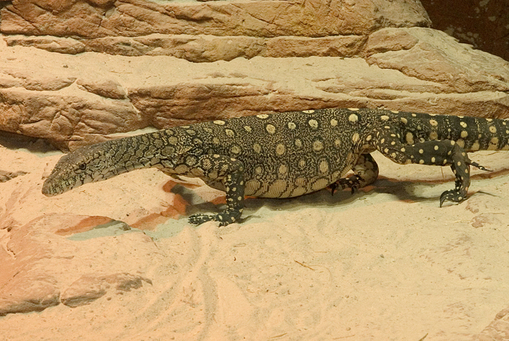 gravid perentie 2.jpg