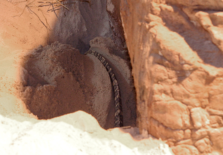 digging nest.jpg