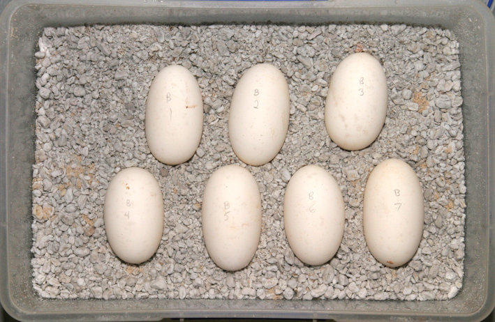 perentie eggs 05 01 07.jpg