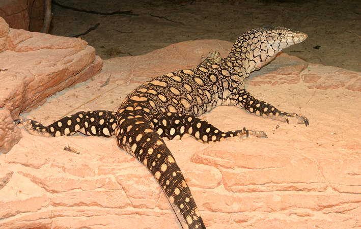 perentie post shed lo res.jpg