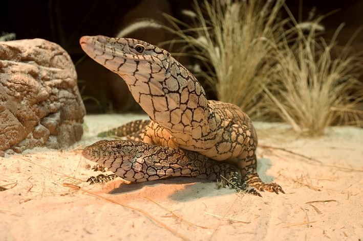 perenties mating lo res.jpg
