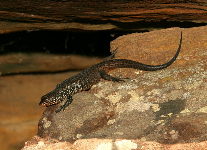 Egernia cunninghami.jpg