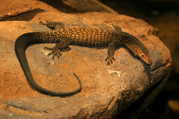 Varanus tristis tristis.jpg
