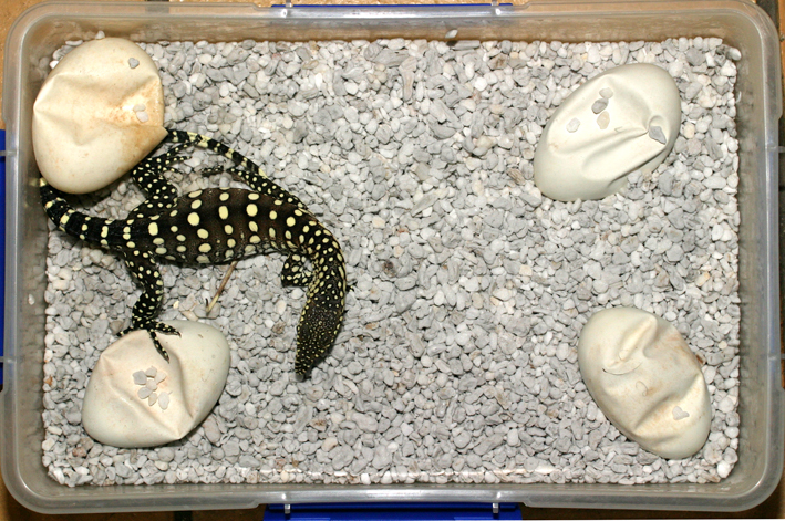 perentie hatchling above lo res.jpg