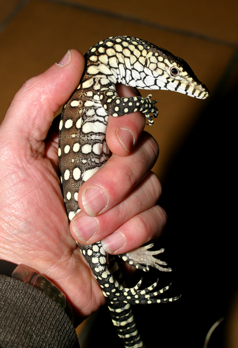 perentie side view lo res.jpg