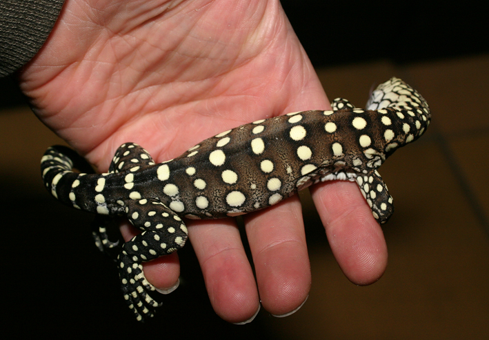perentie top view lo res.jpg