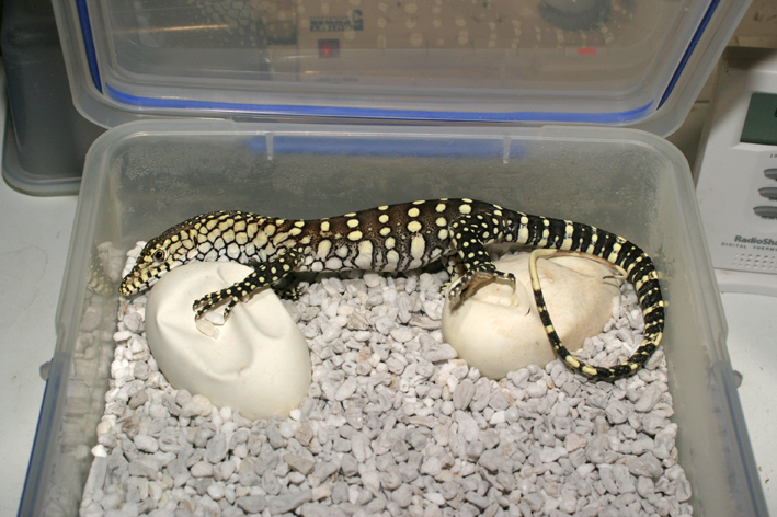 perentie hatchling low res.jpg