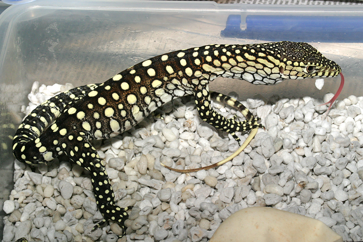 second hatchling lo res.jpg