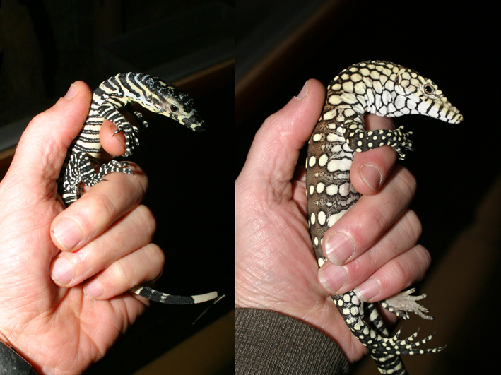 size comparison lo res.jpg