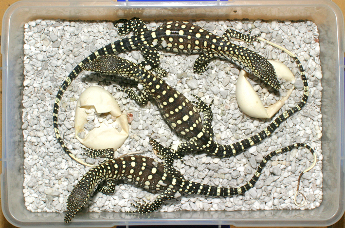 triple hatch.jpg