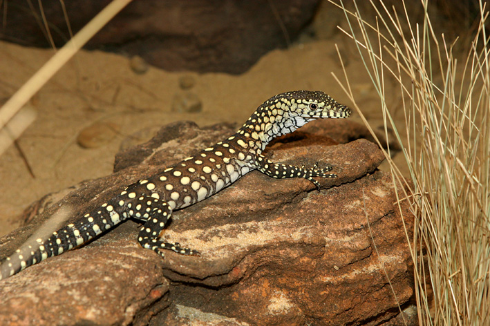 hathling perentie 2.jpg