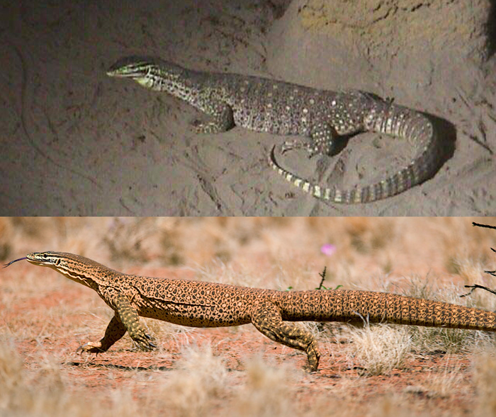 panoptes comparison.jpg