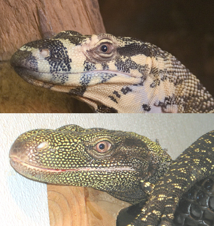 Alex Condyle comparison.jpg