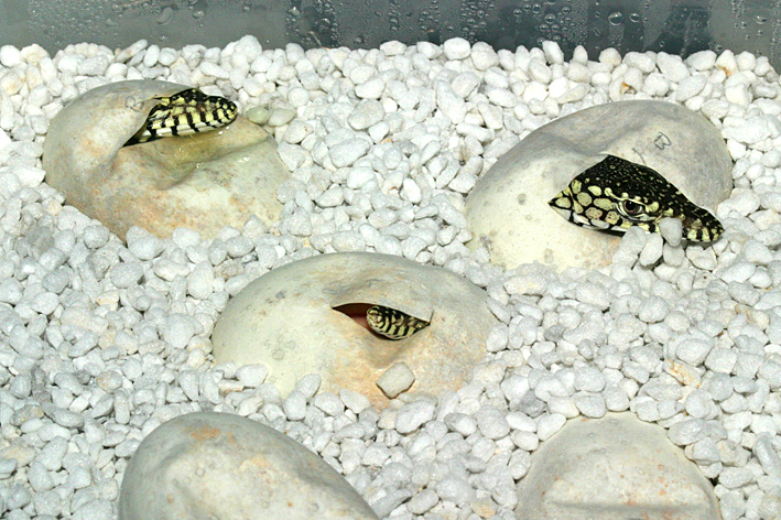 perenties clutch 2.jpg