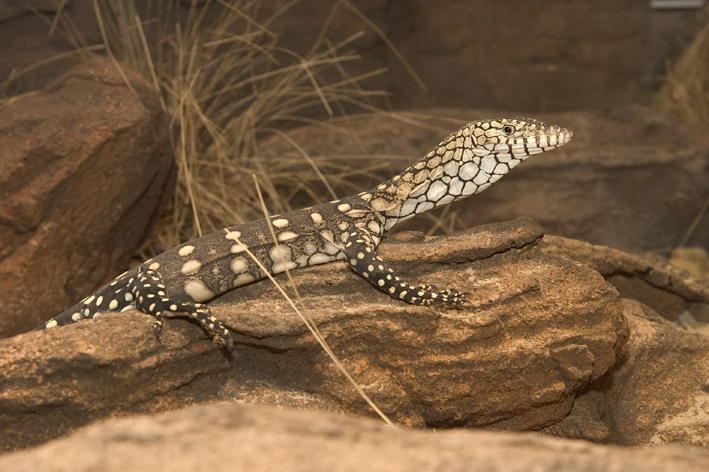 juvenile perentie.jpg