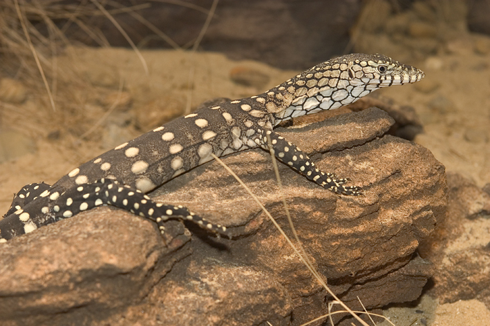 juvenile perentie 2.jpg