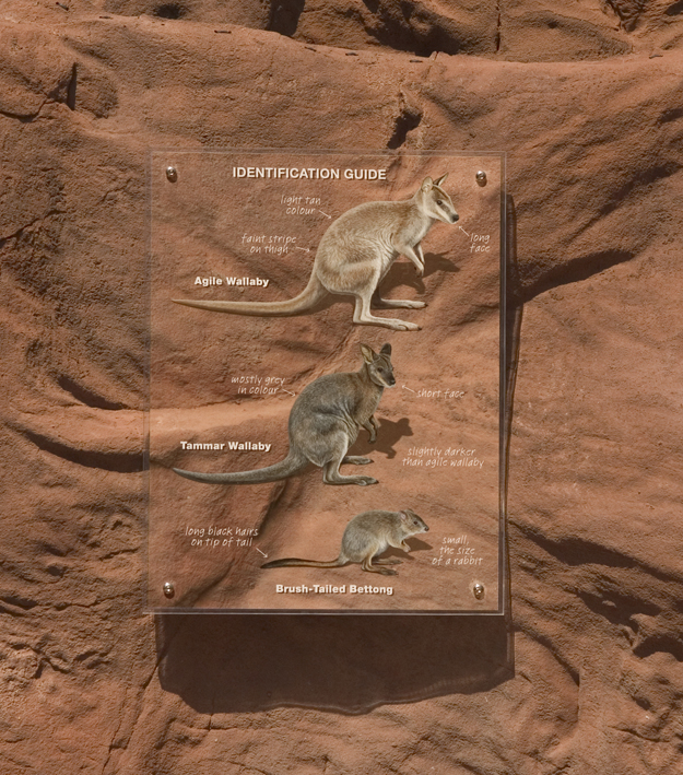 wallaby graphic.jpg