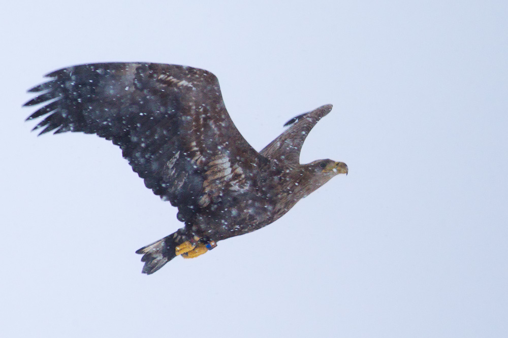White-tailed Eagle in snowfall