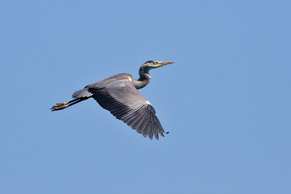 Grhger	Ardea cinerea	Grey Heron