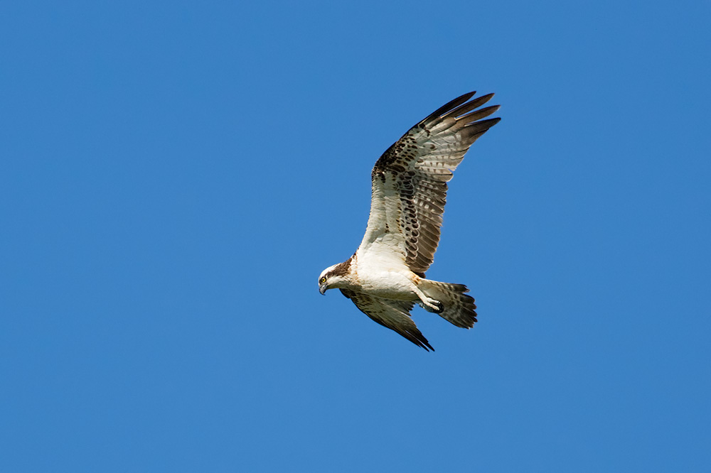 Osprey