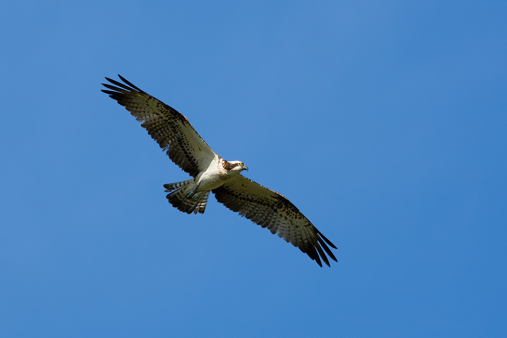 Osprey