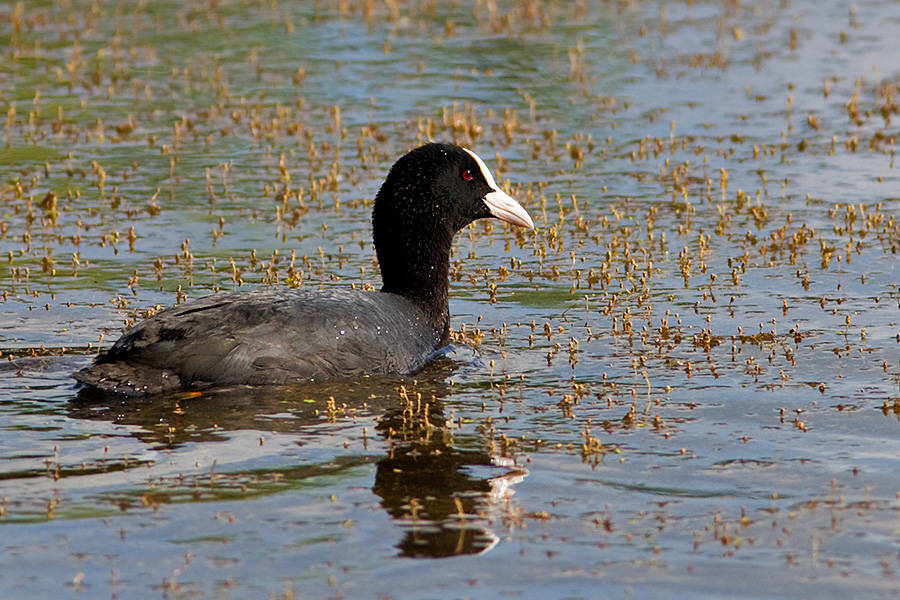 Eurasian Coot (Common Coot)