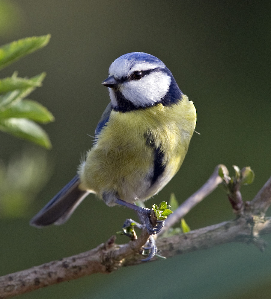 Blue Tit