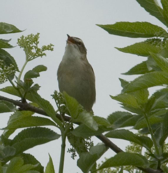 Sedge Warbler