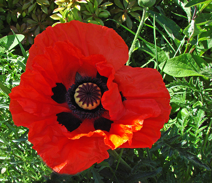 DSC03009pb.jpg