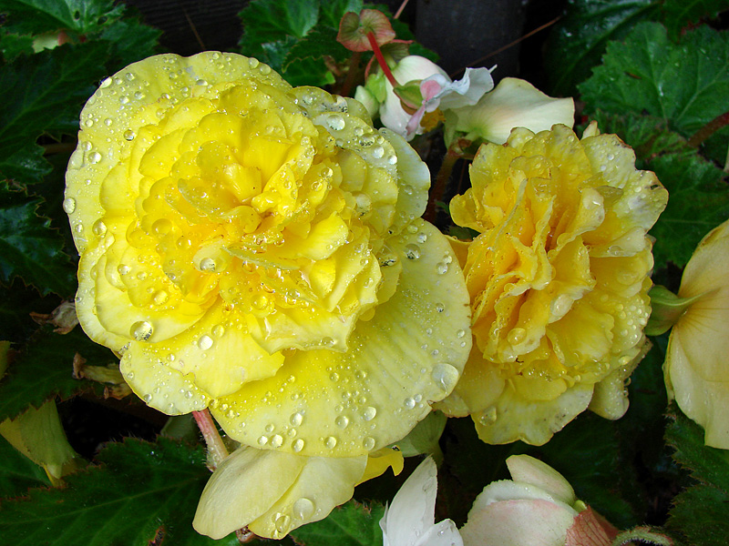 Yellow Tuberous Begonia