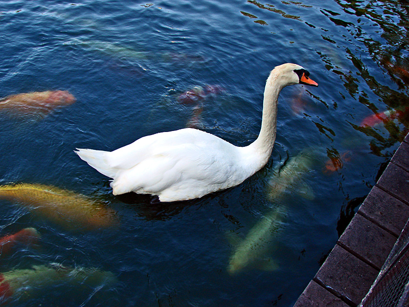 Swan and Koi