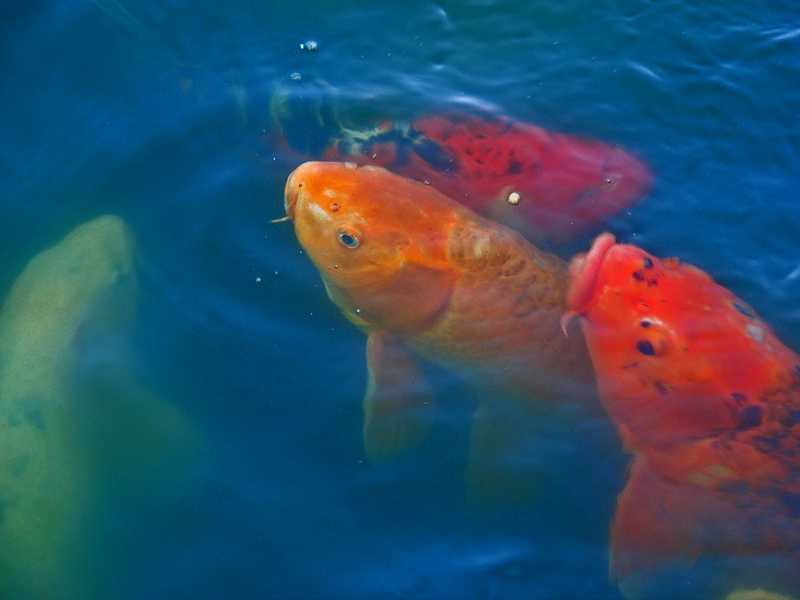 Koi