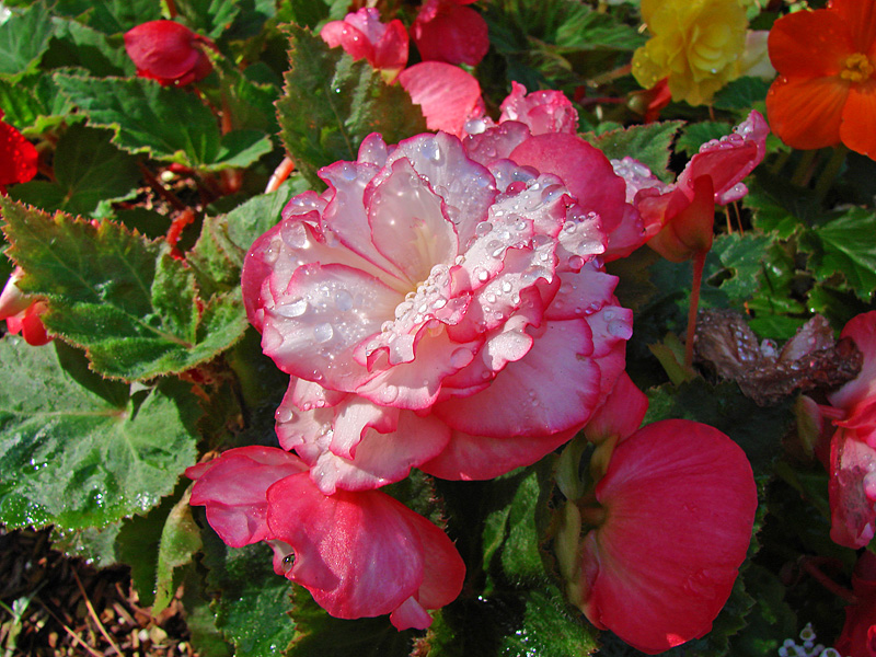 Rose & White Ruffled Begonia