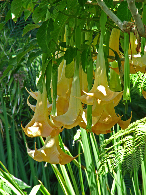 Angels Trumpets