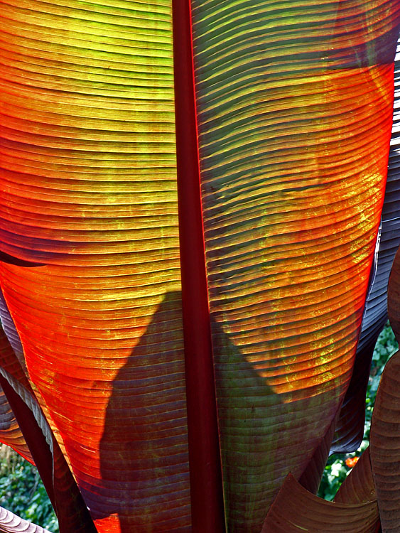 Fascinating leaf