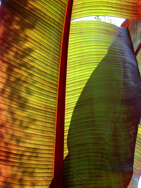 Shadow Play