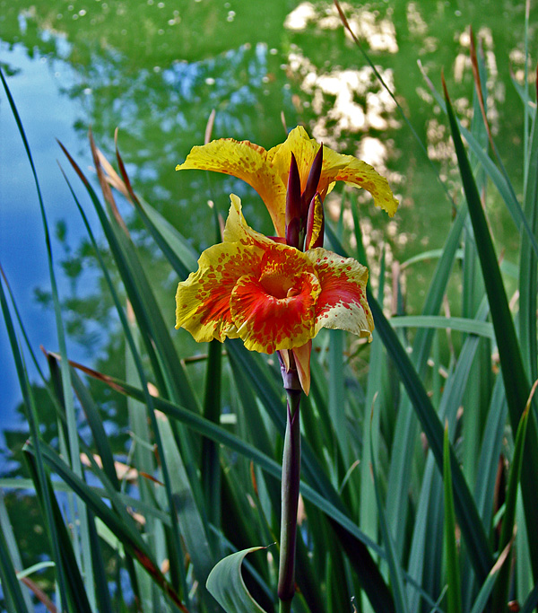 Canna Lily