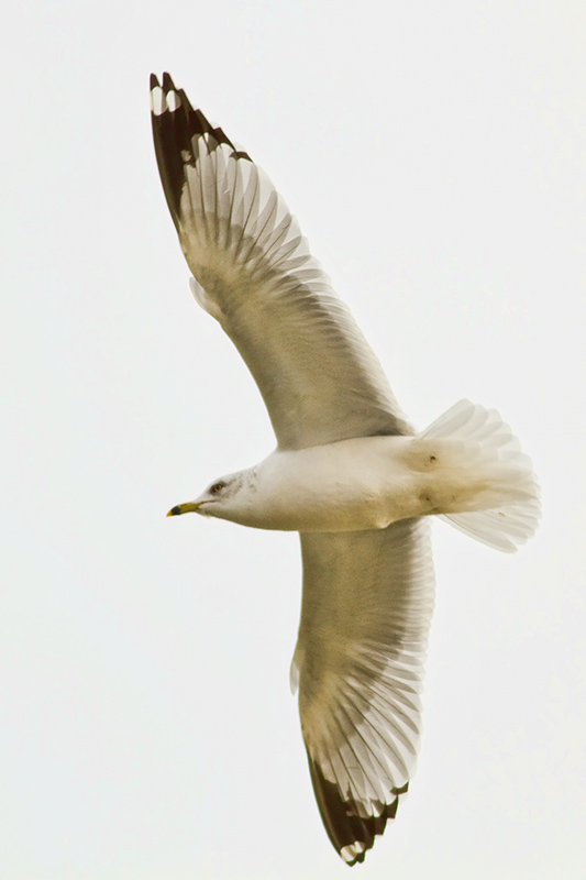 No leggs Gull